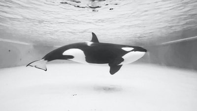 The black whales in the water and the white whale
